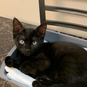 Meet your Posher, David